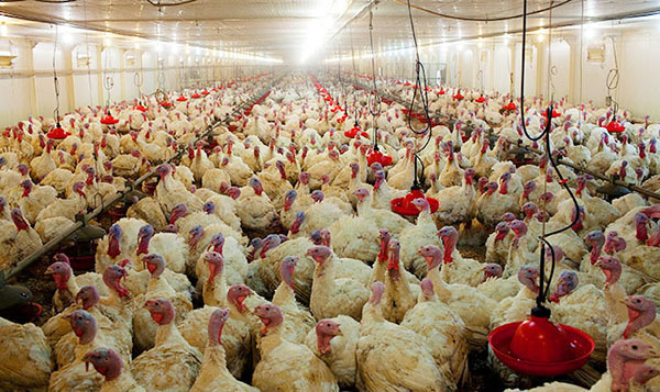 Ambassador: Azerbaijani-Danish turkey factory to be opened in Ismayilli district