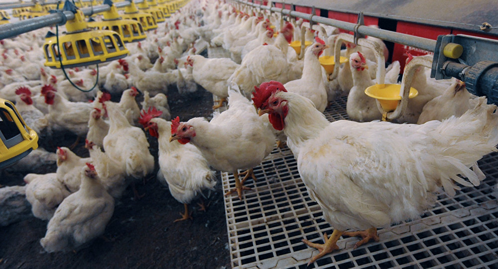 Russia suspends imports of poultry, eggs from several EU countries