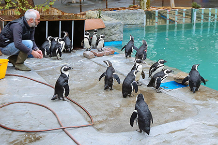Penguins donated by twin-city Bristol arrive at Tbilisi zoo