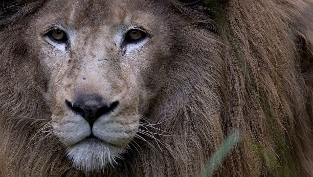 Russian schoolboy hospitalized after being attacked by lion