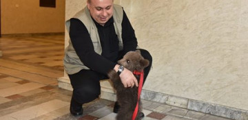 Georgian man finds stranded bear cub, takes him to the Parliament