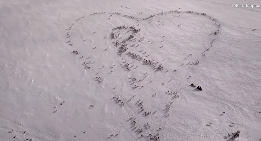 Norwegian shepherd forms giant heart for wife using hundreds of reindeer
