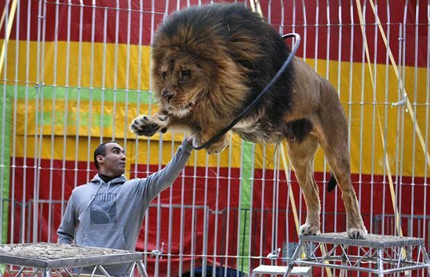 Trainer attacked by lion during French circus performance - VIDEO