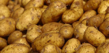 Kazakhstan returns over 80 tons of infected Azerbaijani potatoes