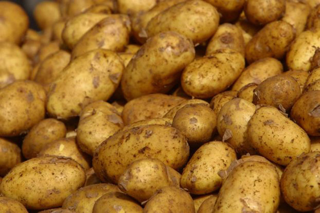 Kazakhstan returns over 80 tons of infected Azerbaijani potatoes