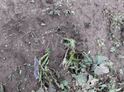 Strong hail falls in Armenia’s Aragatsotn, villagers block road