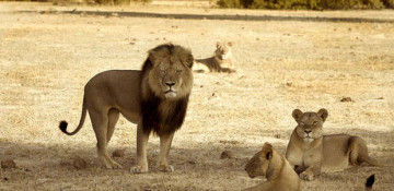 Xanda, son of Cecil the Lion, killed by hunter in Zimbabwe