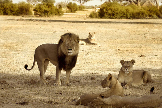 Xanda, son of Cecil the Lion, killed by hunter in Zimbabwe