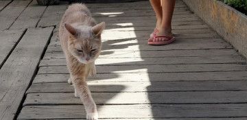 Alaska town's honorary cat mayor dies at 20