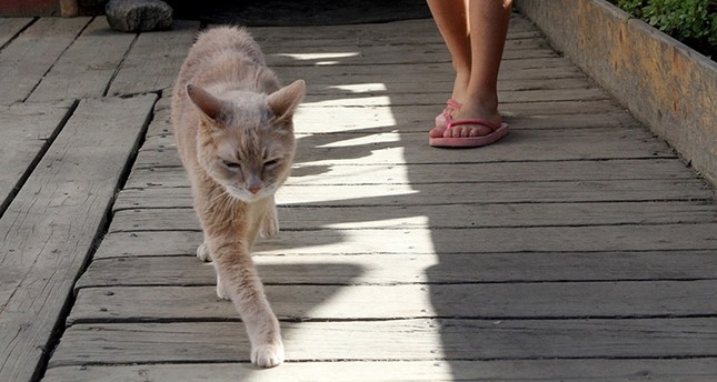 Alaska town's honorary cat mayor dies at 20