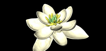 The ancestor of all flowers discovered