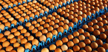 700,000 contaminated eggs distributed to UK, food agency says