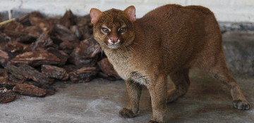 Rare South American cats jaguarundi find home at Yekaterinburg’s Zoo