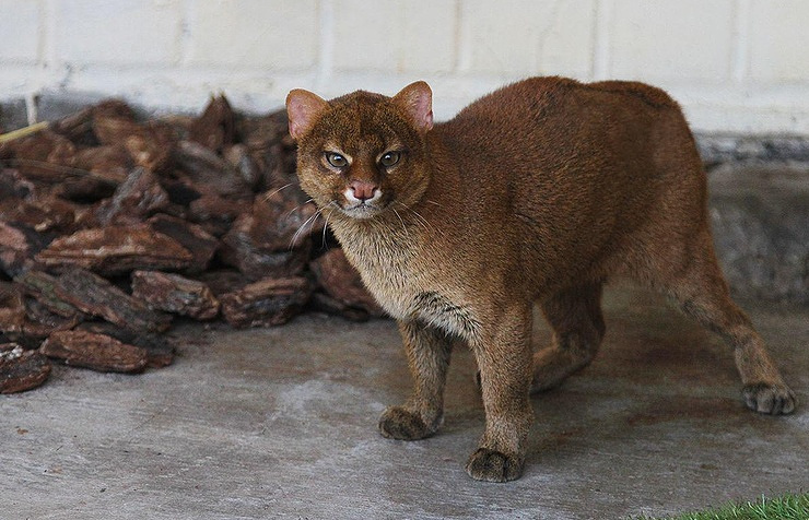 Rare South American cats jaguarundi find home at Yekaterinburg’s Zoo