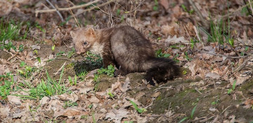 Martens new residents of Istanbul streets