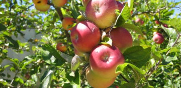 Guba to welcome fifth Apple Festival