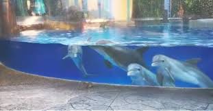 Curious dolphins watch squirrels - VIDEO