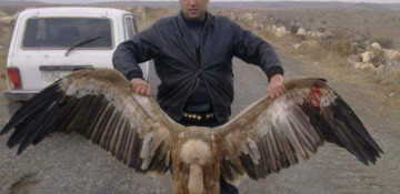 Shenavan mayor denies killing endangered vultures