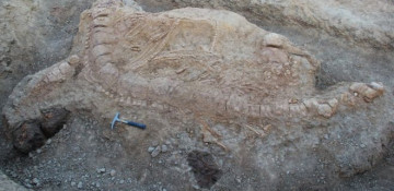 Ichthyosaur fossil discovered for first time in India