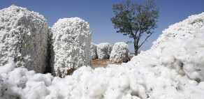 This year cotton harvest in Azerbaijan exceeds 150,000 tons