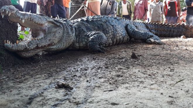 India man wakes up to crocodile shock