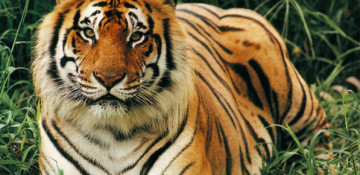 Wild animals banned from circuses in Republic of Ireland