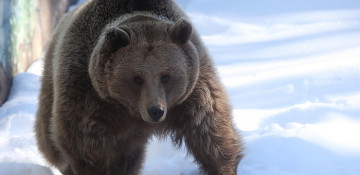 Bear leaves Siberian hunter barehanded as wild predator runs off with two guns  