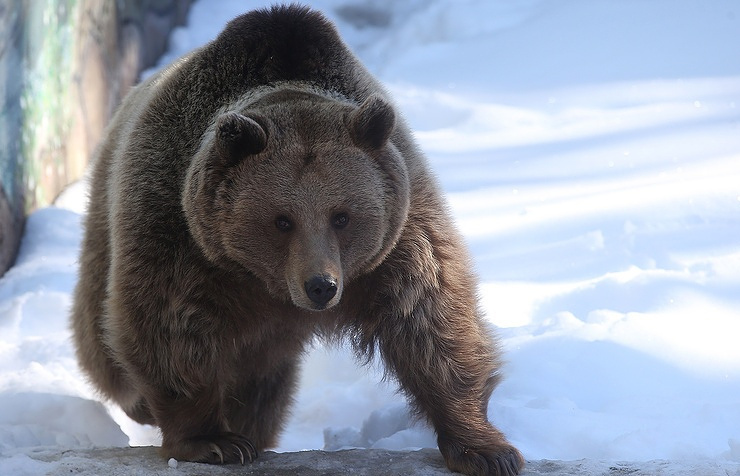 Bear leaves Siberian hunter barehanded as wild predator runs off with two guns  