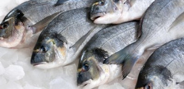 Russia bans 700-kilo fish and seafood supplies to Armenia