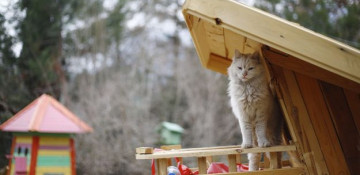 Feline moving day: Cat village to open in NW Turkey