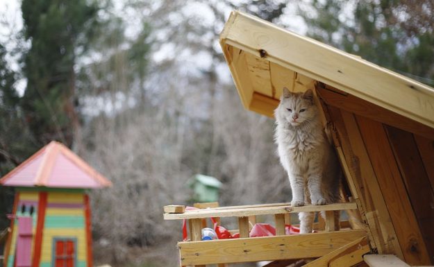 Feline moving day: Cat village to open in NW Turkey