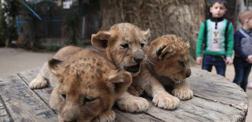President Erdoğan ponders giving lion cubs presented to him in Africa as gift to grandchildren