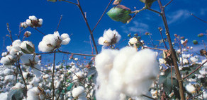 Over 207,000 tons of cotton delivered to gathering centers in Azerbaijan