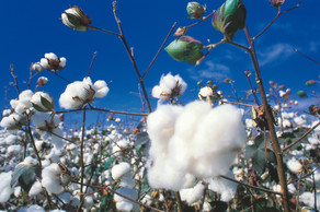 Over 207,000 tons of cotton delivered to gathering centers in Azerbaijan