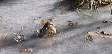 Video shows alligators surviving frigid, freezing North Carolina water