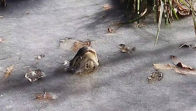 Video shows alligators surviving frigid, freezing North Carolina water