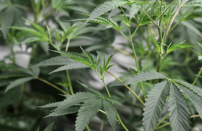 Vermont senate passes bill to legalize cannabis use in legislative first