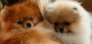 Pets in Turkey to have microchipped IDs