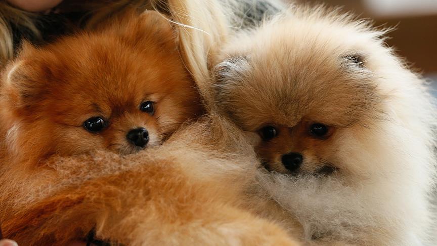 Pets in Turkey to have microchipped IDs