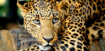 Leopard attack in Indian city leaves four people injured
