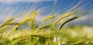 Azerbaijan celebrates Wind Tuesday