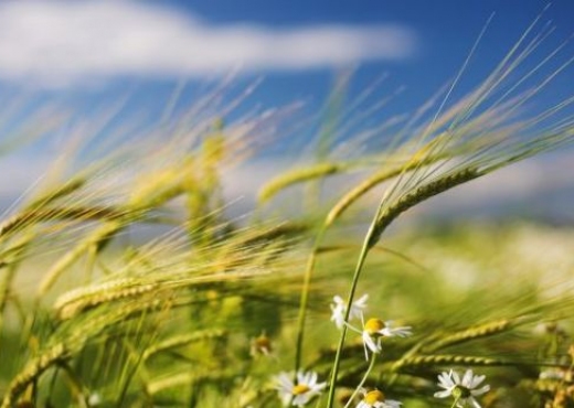 Azerbaijan celebrates Wind Tuesday