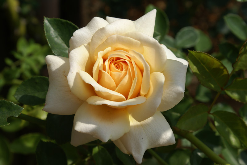 Baku to host exhibition of roses