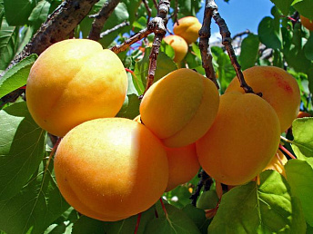 Exports of Armenian apricots expected to fall by 40%
