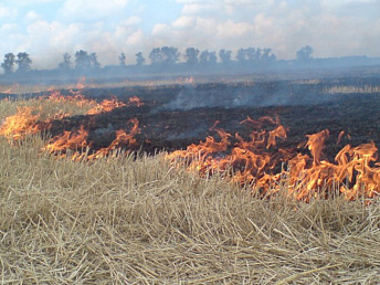 Vegetation fires in Armenia on the rise