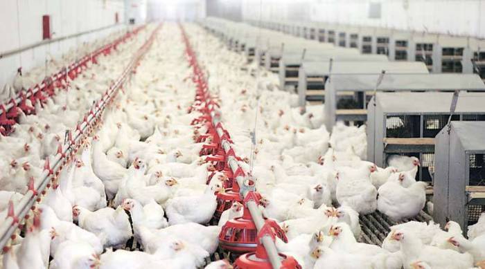 Azerbaijan limits poultry import from some Russian regions