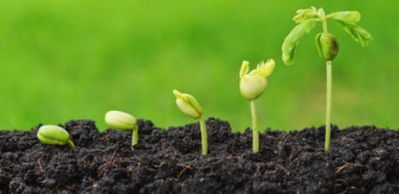 Five seed enterprises to be built in Azerbaijan