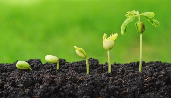 Five seed enterprises to be built in Azerbaijan