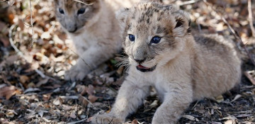 South Africa welcomes world's first artificially-conceived lion cubs