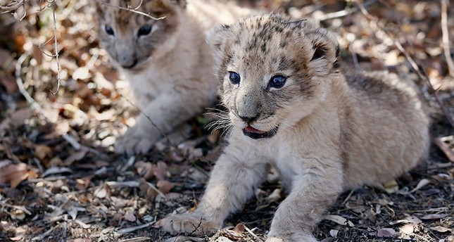 South Africa welcomes world's first artificially-conceived lion cubs